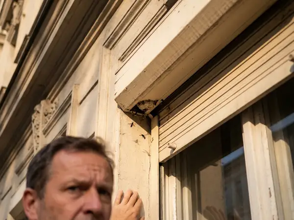 Wespennest im Rollokasten Wien — vor Entfernung